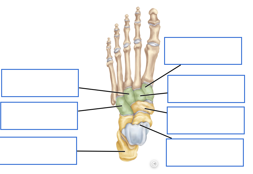 <p>Identify the tarsal bones</p>