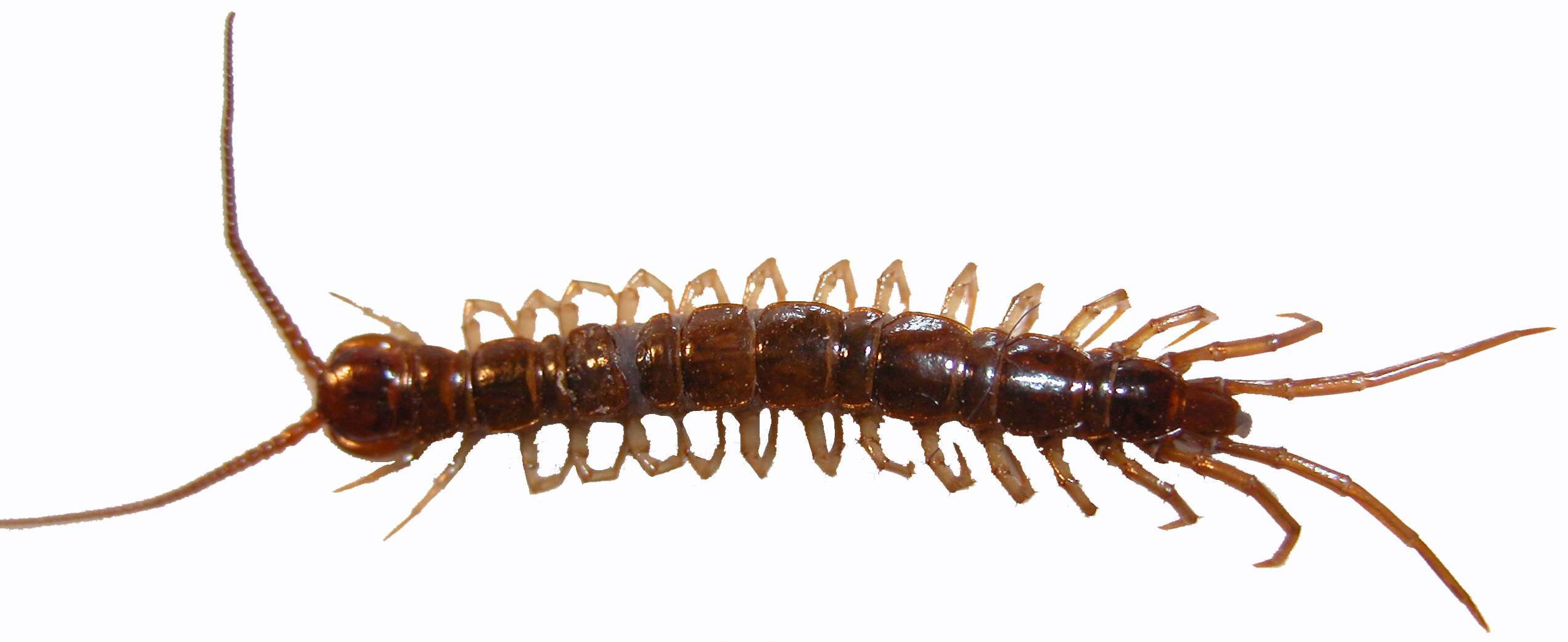 <p>Kmeň Arthropoda → Mandibulata → Podkmeň Myriapoda → Trieda Chilopoda</p>