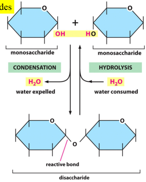 <p>condensation of two monosaccharides produces one disaccharide</p><p>for the forward reaction, 1 water is expelled (OH from one monosaccharide, H from the other)</p><p>for the reverse reaction, 1 water is consumed</p>