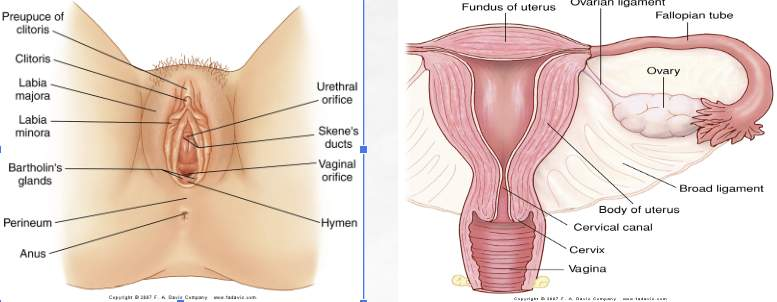 <p>mons pubic, labia majora/minora, clitoris, urinary meatus, skenes glands, vaginal introitus, vagina, bartholins galnds, cervix, uterus, fallopian tubes, ovaries, kidneys</p>