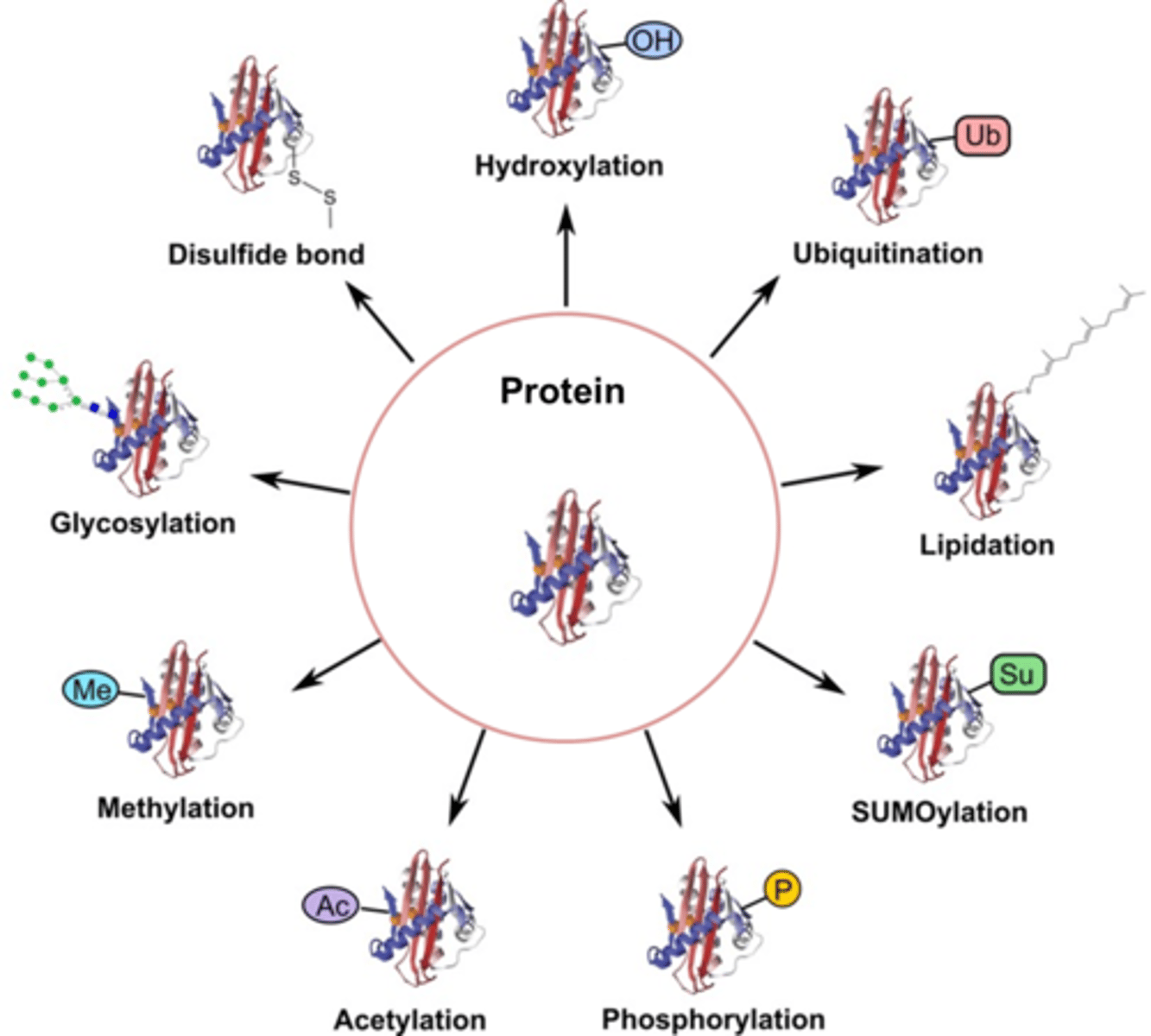 <p>adding oligosaccharides to proteins as they pass through the ER and golgi that directs them to a location</p>
