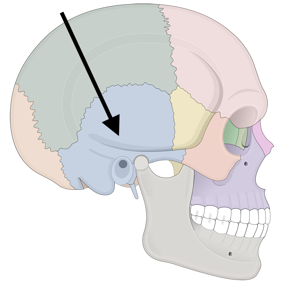 <p>Name the bone</p>