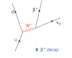 <p>In β<sup>+</sup> decay, a proton in a proton-rich nucleus changes into a neutron, releasing a positron and an electron neutrino. In quark terms, an up quark changes to a down quark.</p>