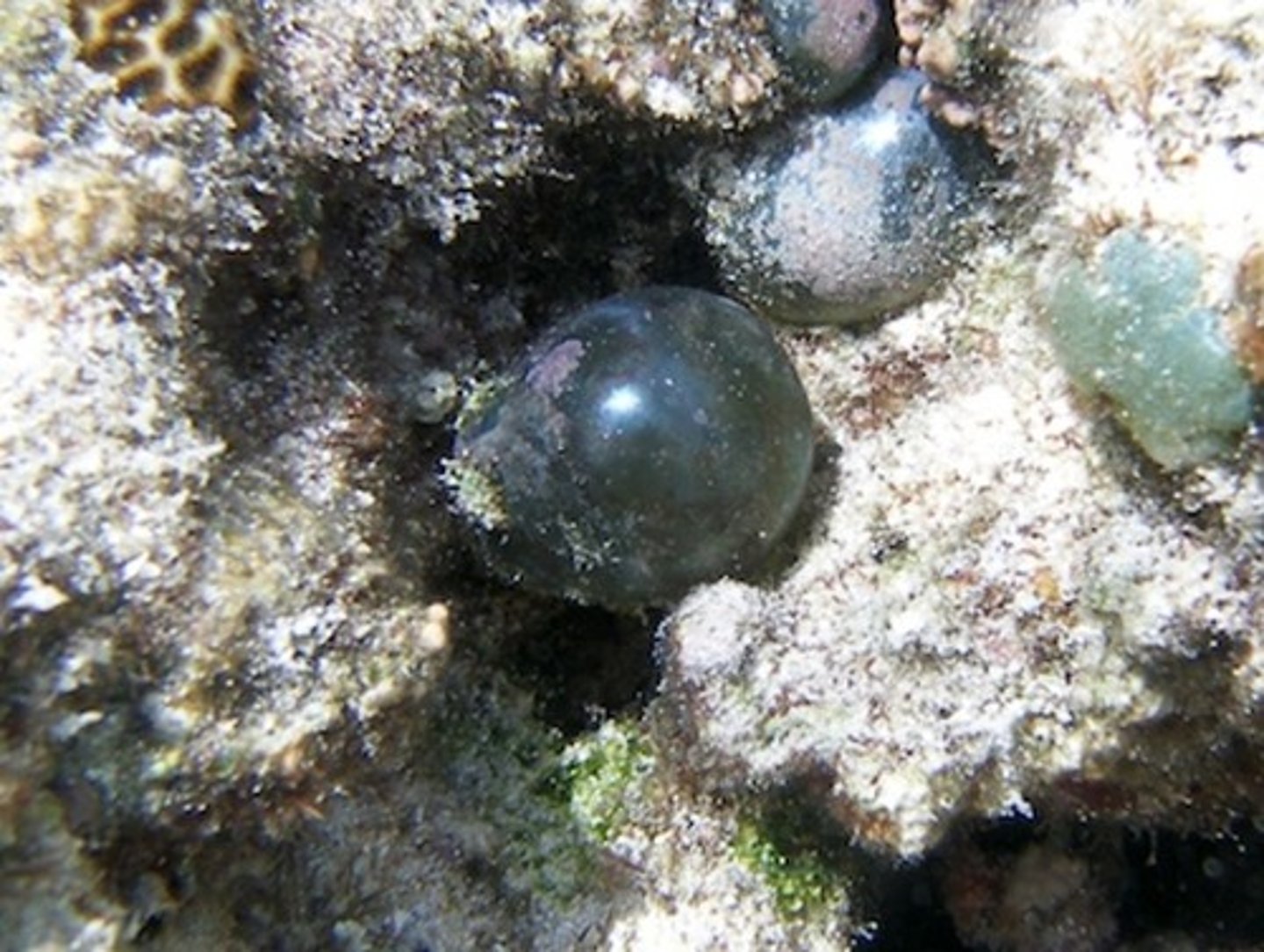 <p>Ventricaria ventricosa</p>