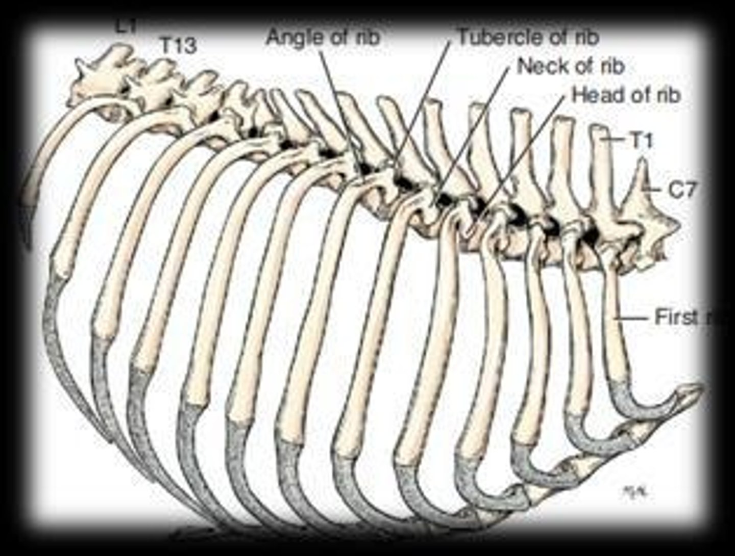 <p>Head of the rib at vertebral extremity.</p>
