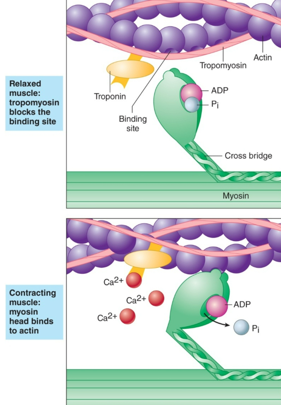 
1. Ca2+ released into cytosol
2. Calcium binds to troponin  
3. Troponin moves tropomyosin away from myosin-binding site
4. Thin Filament activation by Ca2+