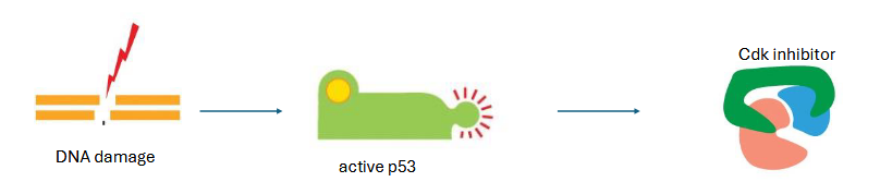 <p>G1/S and S cdks are inhibited</p><p>DNA damage activates p53 (“guardian of the genome) → production of G1/S and S cdk inhibitor</p>
