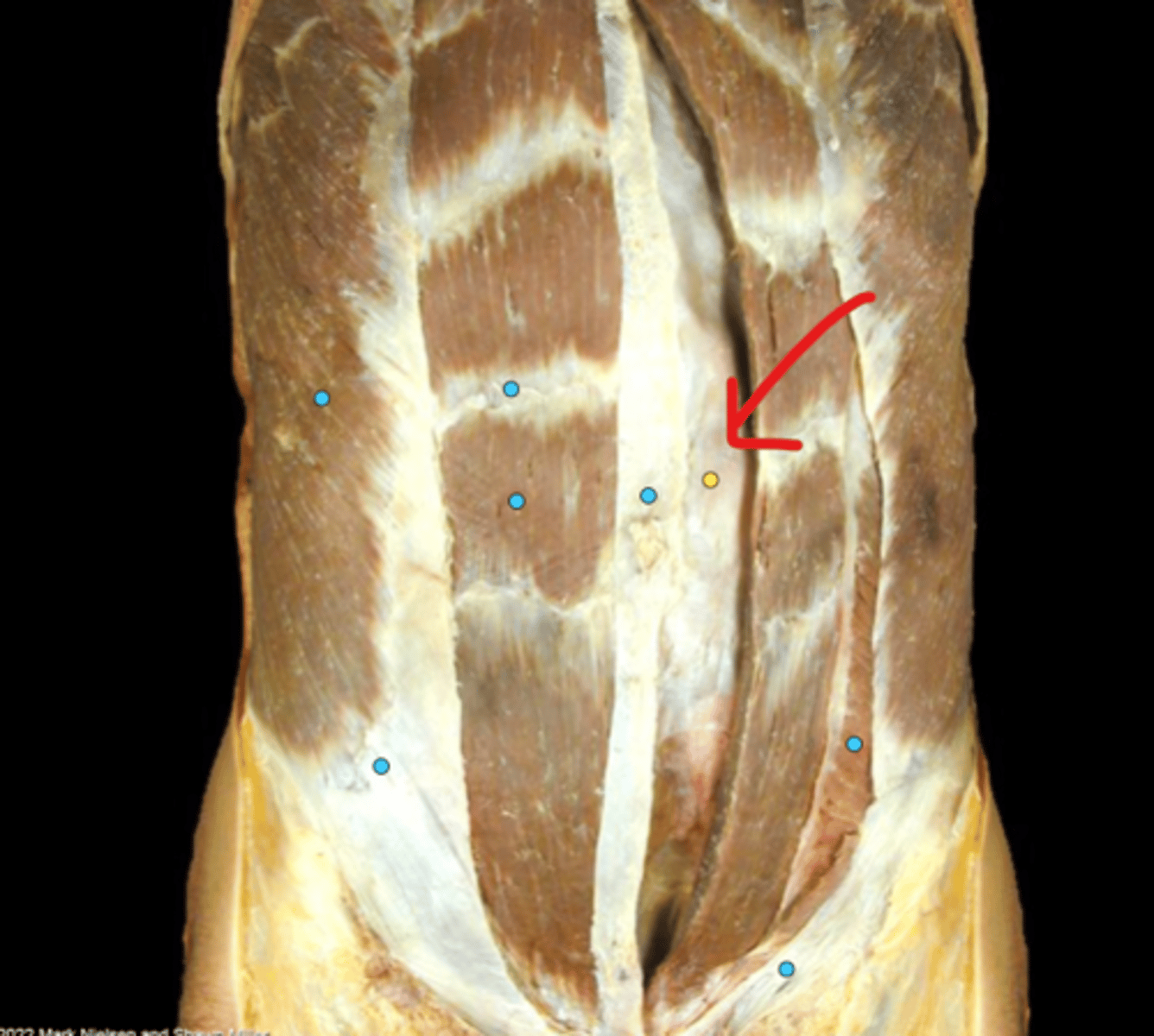 knowt flashcard image