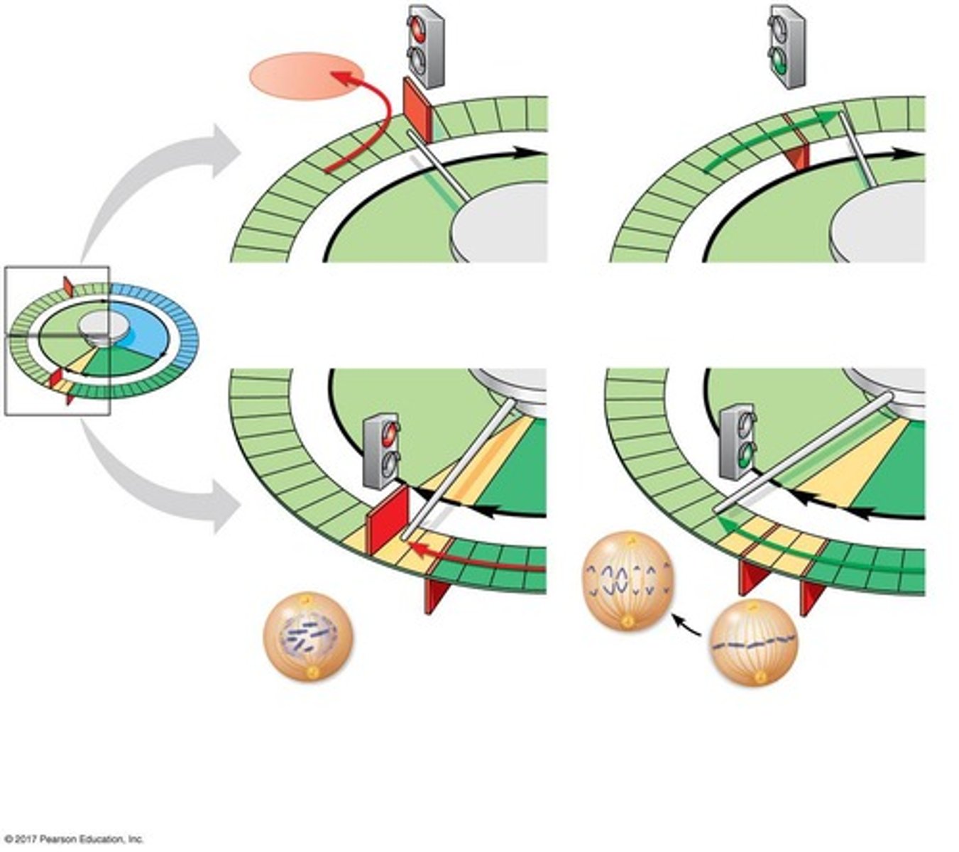 <p>Maturation-promoting factor (MPF) is a cyclin-Cdk complex that triggers a cell's passage past the G2 checkpoint into the M phase.</p>
