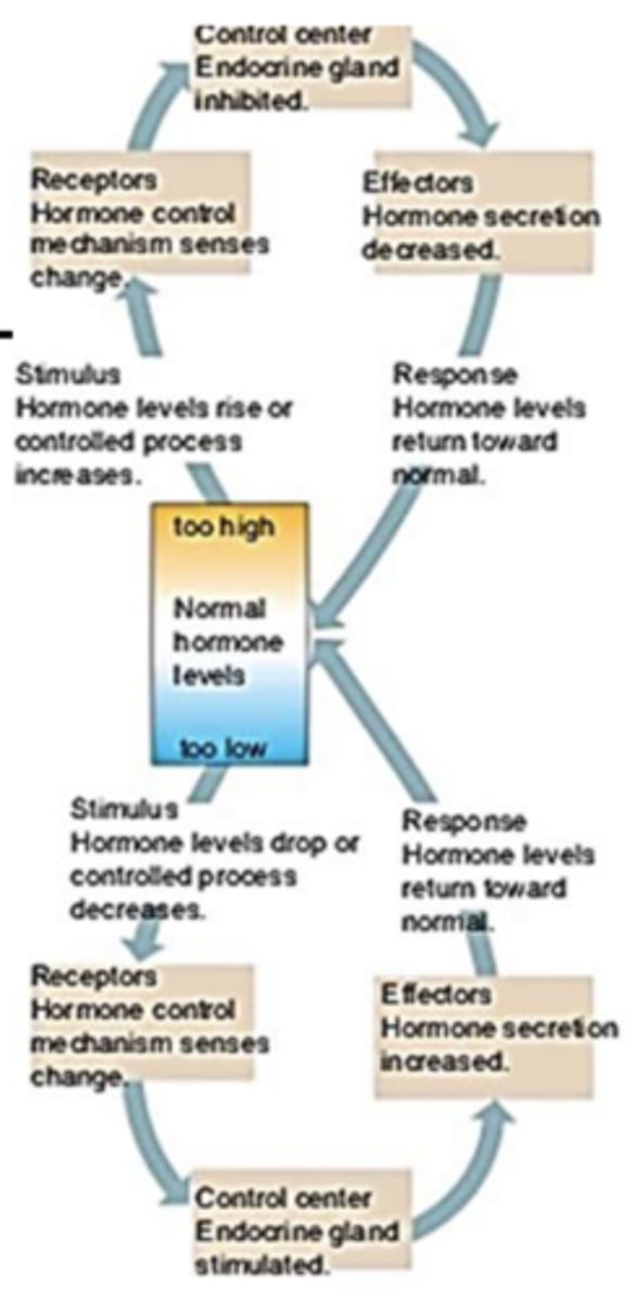 <p>setpoint for hormone levels:</p>
