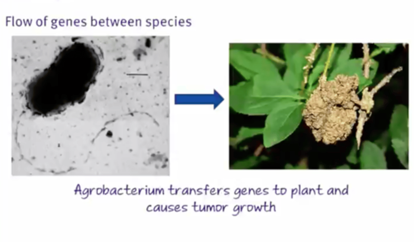 <p>The flow of genes between species through a hybrid offspring.</p>