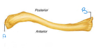 <p>label A and B; which clavicle is this? which view is this? </p>