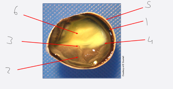 <ul><li><p>calotte/cadaver: posterior segment (view of fundus)</p><ol><li><p>choroid</p></li><li><p>non-tapetal fundus</p></li><li><p>optic nerve head/disc</p></li><li><p>retina</p></li><li><p>sclera</p></li><li><p>tapetal fundus</p></li></ol></li></ul><p></p>