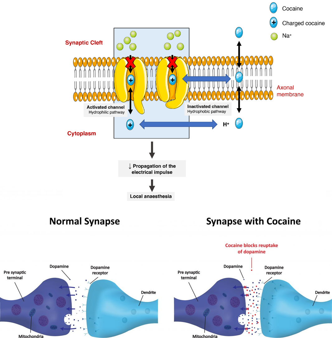 <p>cocaine PKPD (distribution areas)</p>