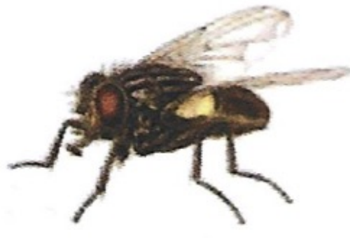 <p>ఇది ఏమిటి?</p>