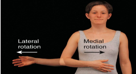 <p><span><span>Bone of the limb is turned away from the midline. </span></span></p>