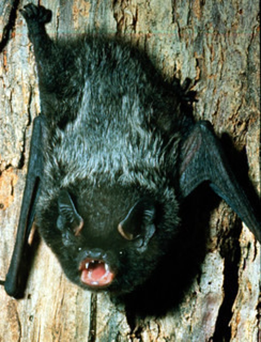 <p>silver-haired bat</p>