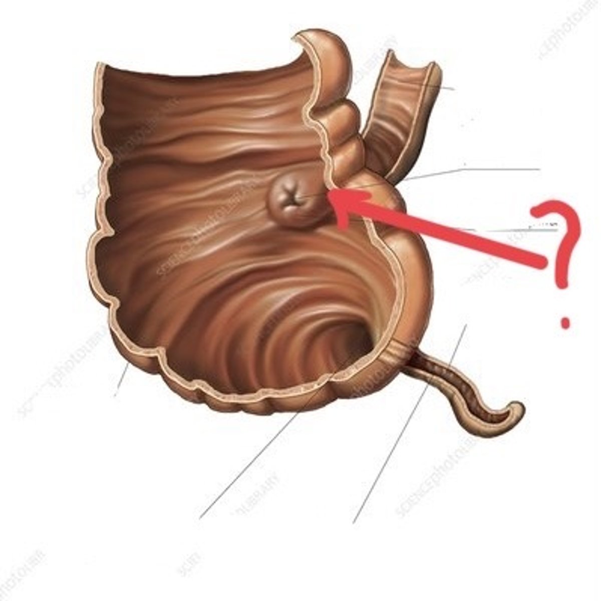 <p>The opening where the ileum connects to the cecum.</p>