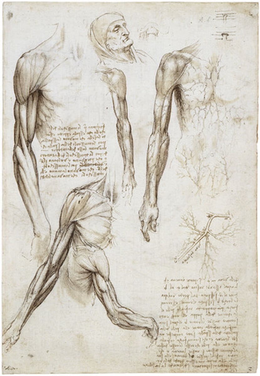 <p>Scroll down to check your work</p><p>Know the Artist, Title, and Why it symbolizes Renaissance art</p><p>Artist: Leonardo da Vinci</p><p>Title: Sketches of the Arm</p><p>Why these sketches represent renaissance artwork: These sketches show how artists were increasingly attempting to accurately depict details in their paintings and drawings and sculpture.</p><p>(Sorry that it is not the exact sketch as Mr. Farish originally provided us, but it is so different from the others, and should be pretty immediately clear</p>