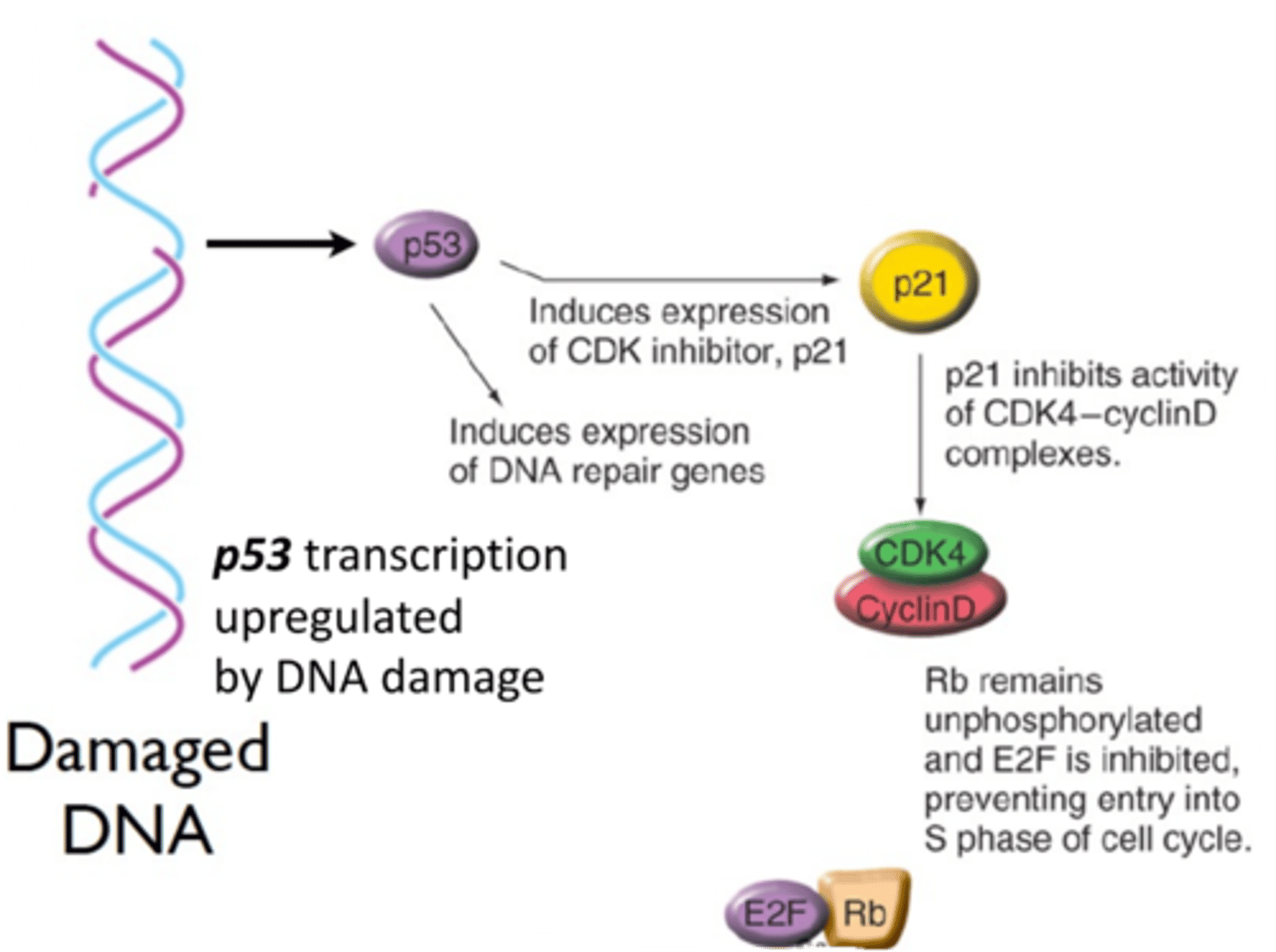 <p>inhibited by DNA damage due to p53 expression</p>