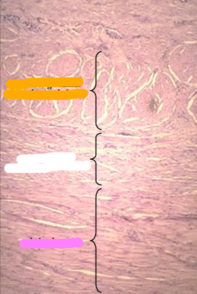 <p>Identify the structure:</p><p>Specie:</p><p>Orange:</p><p>White:</p><p>Pink:</p>