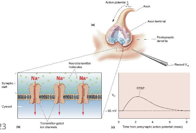 <p>increase likelihood that postsynaptic neuron will fire an action potential (change of voltage on dendrites) when binding to a receptor</p>