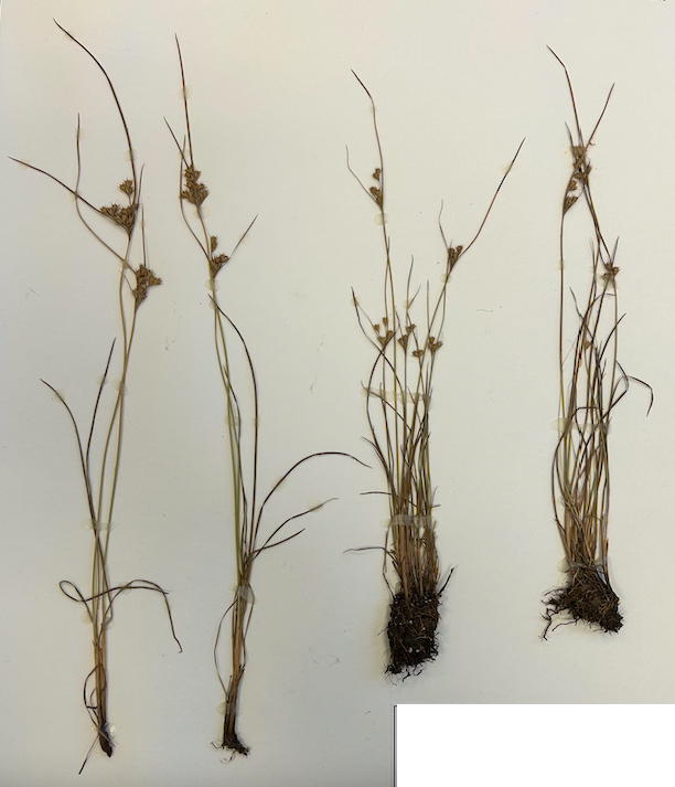 <p><span style="background-color: transparent;"><span>Order? Family?</span></span></p>