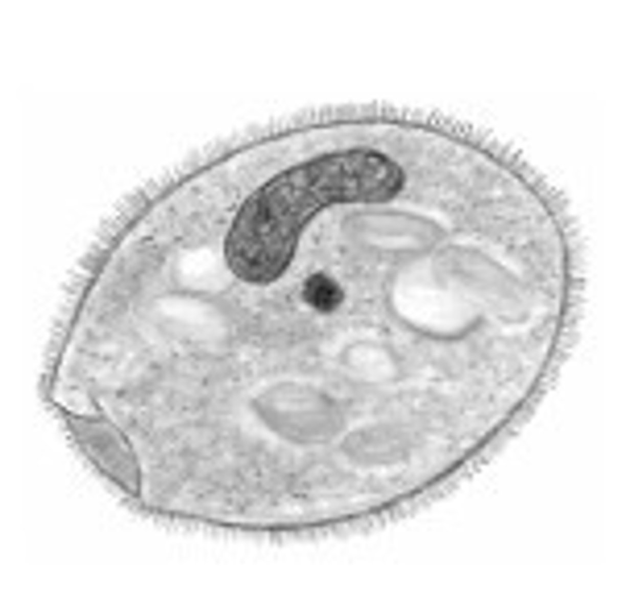 <p>Identify the parasite</p>