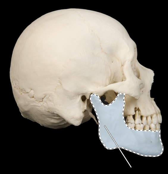 <p>Name this bone.</p><p>(Skull, lateral view).</p>