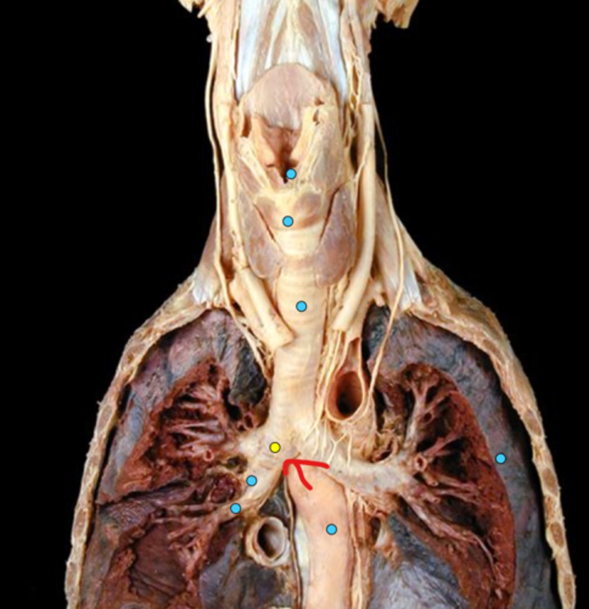 knowt flashcard image