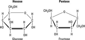 <p>ring of 6 Cs</p>