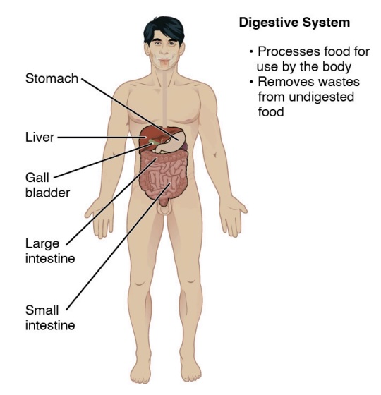 <p>-contains:</p><ol><li><p>stomach</p></li><li><p>liver</p></li><li><p>gall bladder</p></li><li><p>large intestine</p></li><li><p>small intestine</p></li><li><p>(esophagus) ?</p></li><li><p>(mouth) ?</p></li></ol><p>-function: obtains energy inside the body; processes food and obtains energy from food and how we get ride of some waste products</p><ol><li><p>processes food for use by the body</p><ol><li><p>removes waste from undigested food</p></li></ol></li></ol><p></p>
