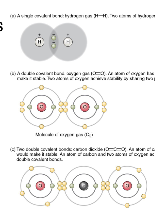 <p>Share electrons in a mutually stabilizing relationship <br>Stronger than ionic bonds (strongest attach)</p>