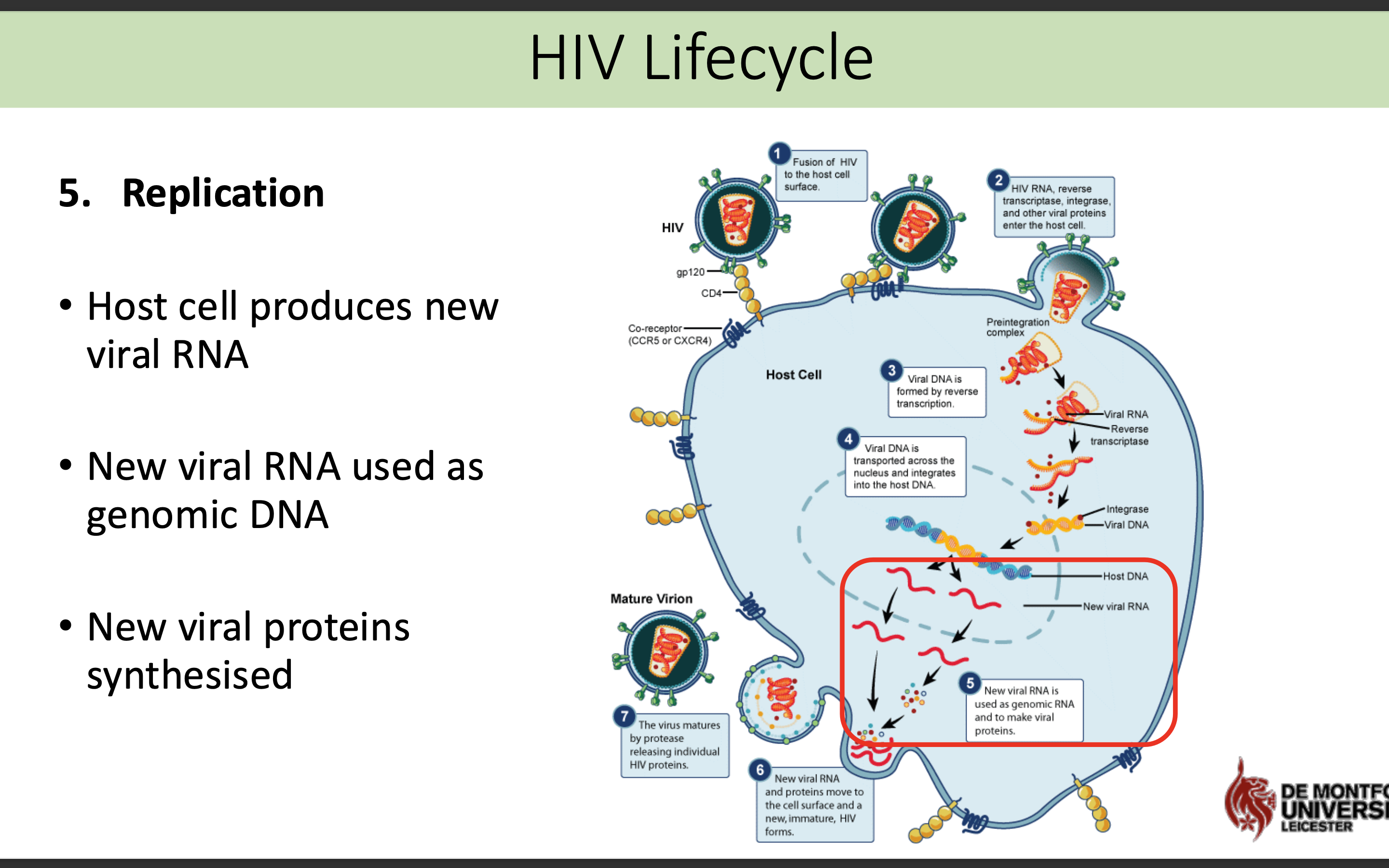<p class="p1">Host cell produces new viral RNA</p><p class="p1">• New viral RNA used as genomic DNA</p><p class="p1">• New viral proteins synthesised </p>