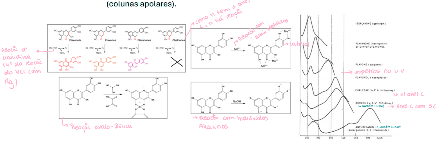 <p>Podem ser diretamente corados: chalconas e auronas</p><p>Visiveis em UV: AlCl3, NH3</p><p>Definilborato de 2-aminoetanol (MeOH) para visualizar, pq cora de cores diferentes, flavonoides de classes diferentes.</p><p>Pesquisa de flavonoides através de:</p><p>hidroxilos fenólicos (cromoforos): Reação com hidroxidos alcalinos e sai metálicos.</p><p>Núcleo fundamental (benzopirano ou cromona dos flavonoides): reação de cianidina; reação oxalo-bórica. </p><p>HPLC-DAD, HPLC-MS para caracterização por espetros UV.</p><p>O doseamento é por HPLC de fase reversa em UV</p>