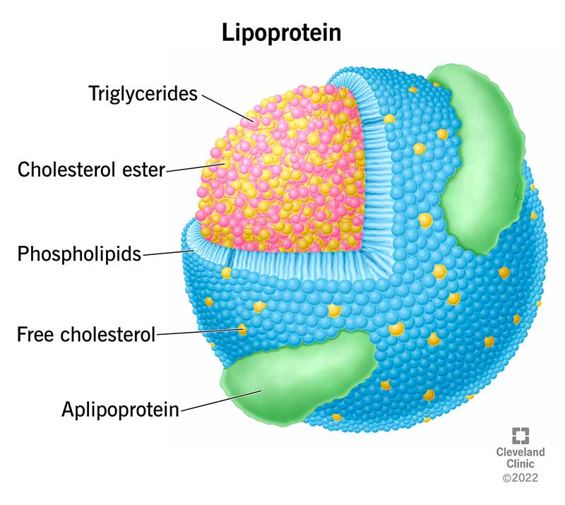 <p>phospholipid form a single-layered spherical with hydrophilic exterior and hydrophobic interior</p><p><span>bind to cholesterol and transport it in the blood to various tissues in the body</span></p>