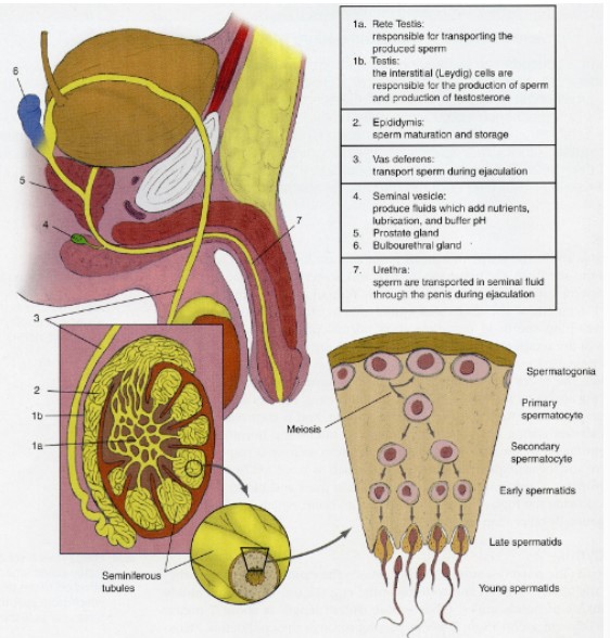 <p>contain seminiferous tubules</p><ul><li><p>site of <strong>spermatogenesis</strong></p><ul><li><p>requires two cell types for production</p><ul><li><p><strong>interstitial cells of Leydig</strong></p><ul><li><p>Testosterone</p></li></ul></li><li><p><strong>Sertoli cells</strong></p><ul><li><p>Nurture the process</p></li></ul></li></ul></li><li><p>Temperature sensitive</p></li></ul></li></ul>