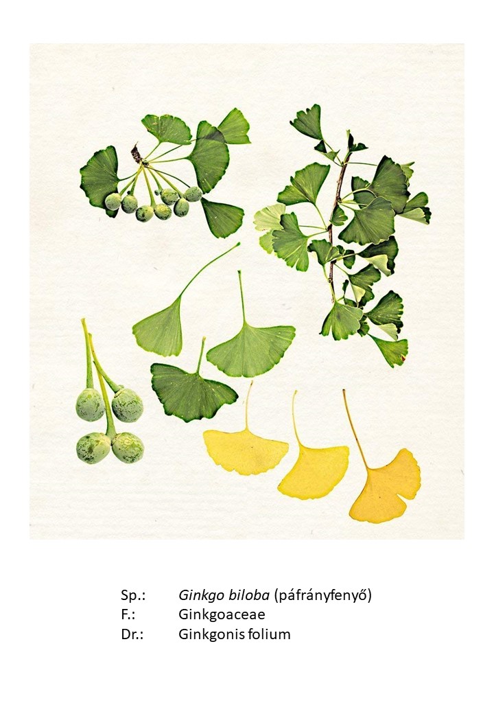 <p>páfrányfenyő</p>