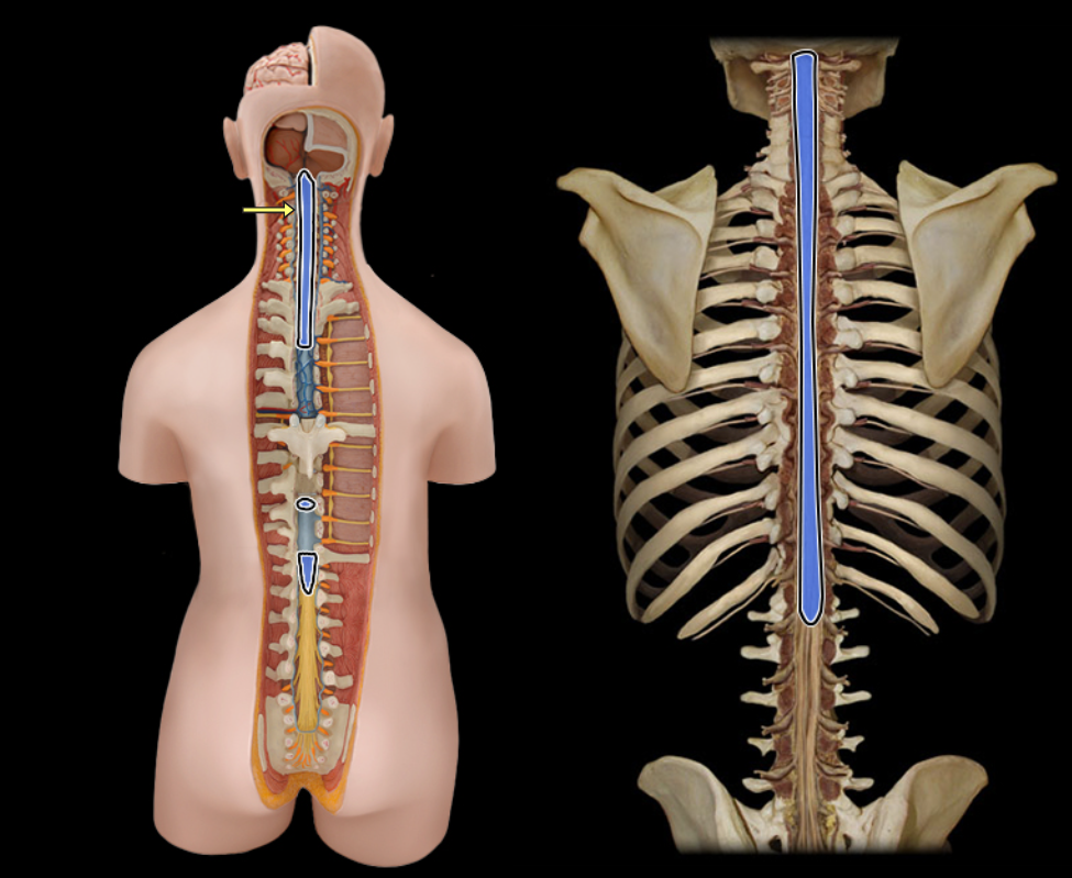 <p>Spinal cord</p>