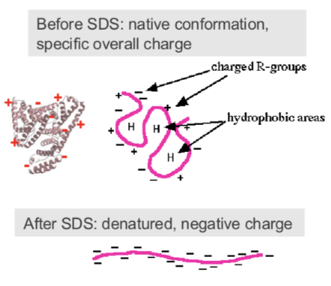 <p><span style="font-size: calc(var(--scale-factor)*20.30px);"><span>Separates proteins according to their size</span></span></p><p><span>• Under native conditions each protein has a unique shape, charge and size</span></p><p><span>• SDS is an anionic detergent that:<br>- denatures (unfolds) to uniform globular shape - due to electrostatic bonds breaking <br>- adds consistent negative charge- bigger proteins will have more negative charge (remember it wants to move to the positive side)</span></p><p><span style="font-size: calc(var(--scale-factor)*18.02px);"><span>Proteins then separate on the gel purely </span></span><span style="font-size: calc(var(--scale-factor)*18.05px);"><span>according to their size (molecular mass)</span></span></p>