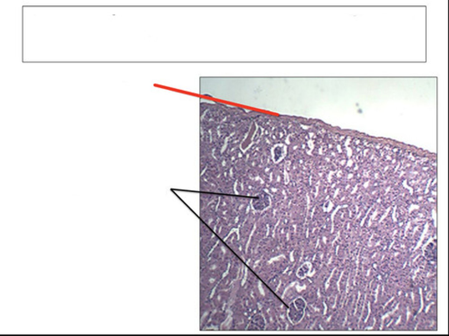 <p>identify this structure and organ</p>