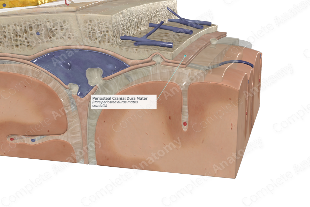 <p>Continuous with the periosteum of the inner surface of the skull</p>