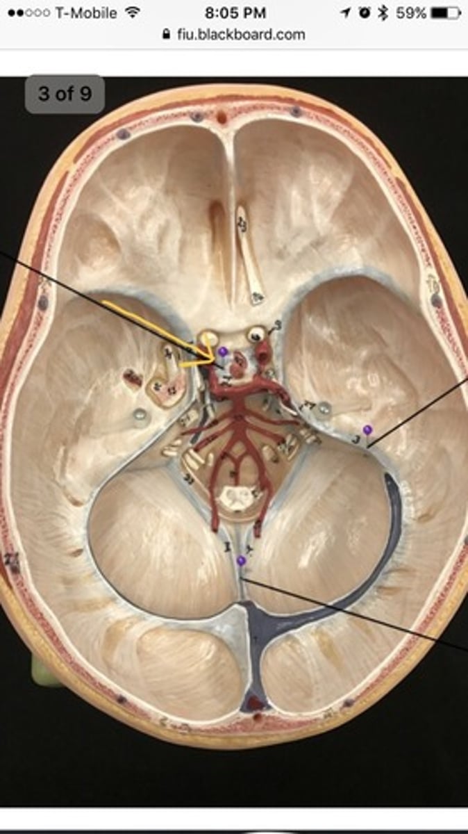<p>a fold of Dura Mater that encases/ lines the sella turcica and pituitary gland</p>