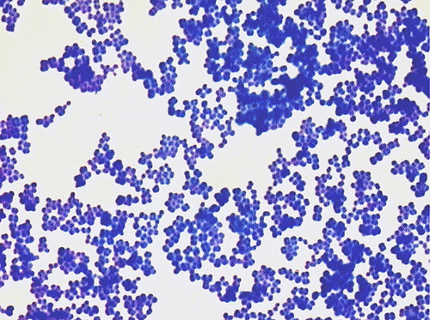 <p>The process by which a single stain is used to color the cells</p>