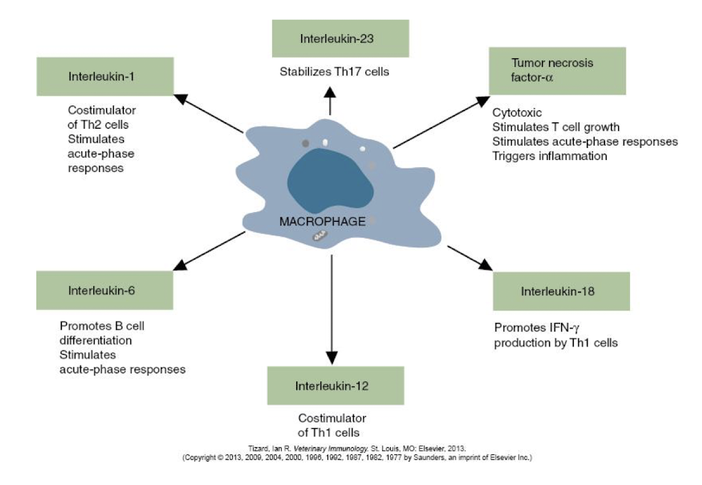 <p>IL-1, IL-23, TNFα, IL-18, IL-12, IL-6</p>