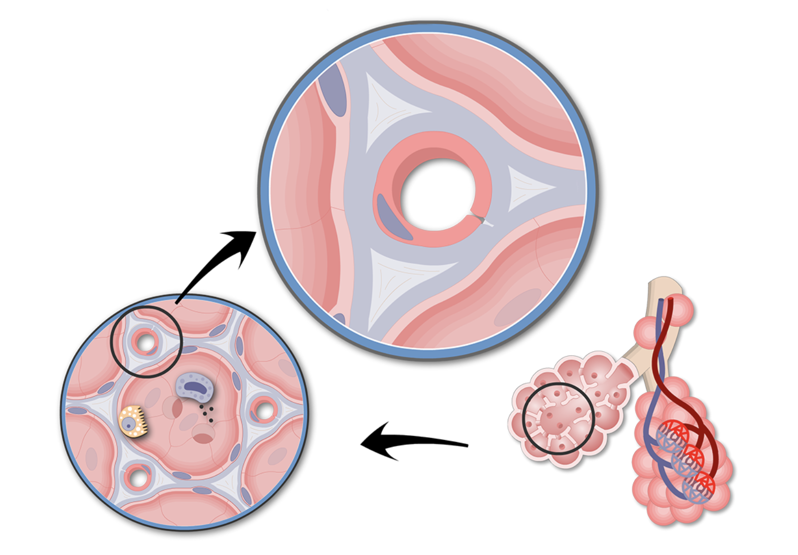<p>what kind of cells make up the respiratory membrane?</p>