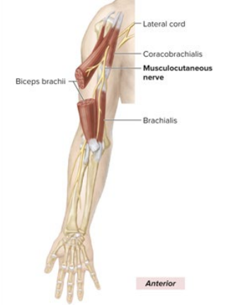 <p>pierces coracobrachialis</p><p>stays in upper arm</p><p>lateral-most nerve in the “M”</p>