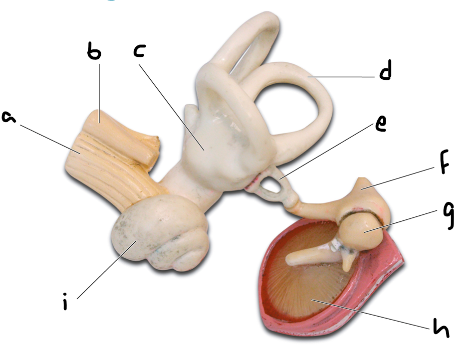 <p>Internal Ear Anatomy</p>