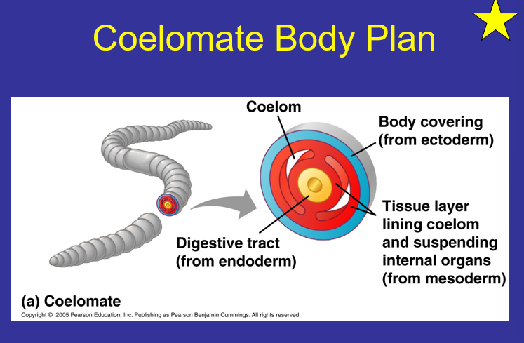 <p>What is the Coelomate Body Plan?</p>