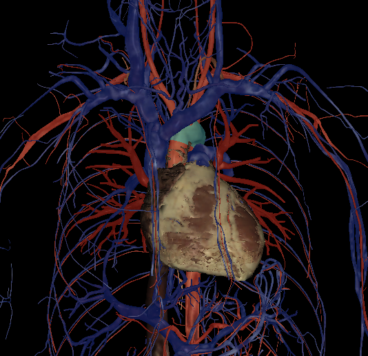 <p>Name the structure highlighted </p>